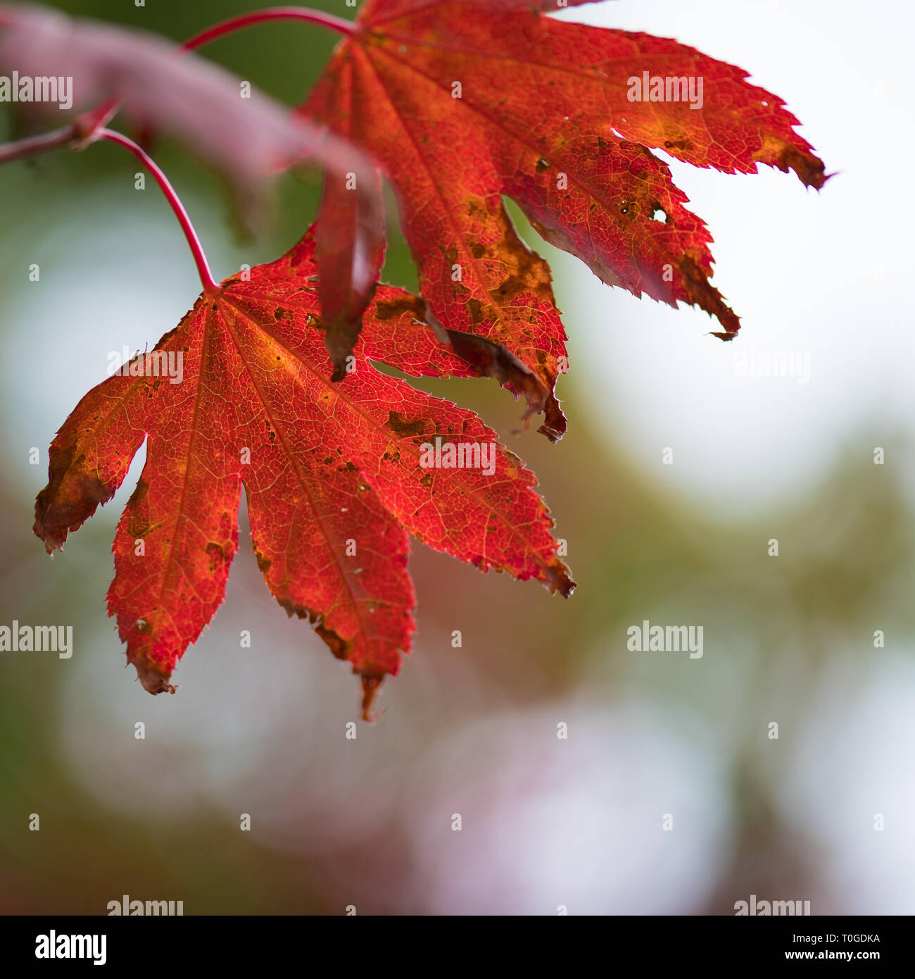 Japanese maple / acer autumn foliage photographed at Wakehurst Wild Botanic Gardens in England Stock Photo