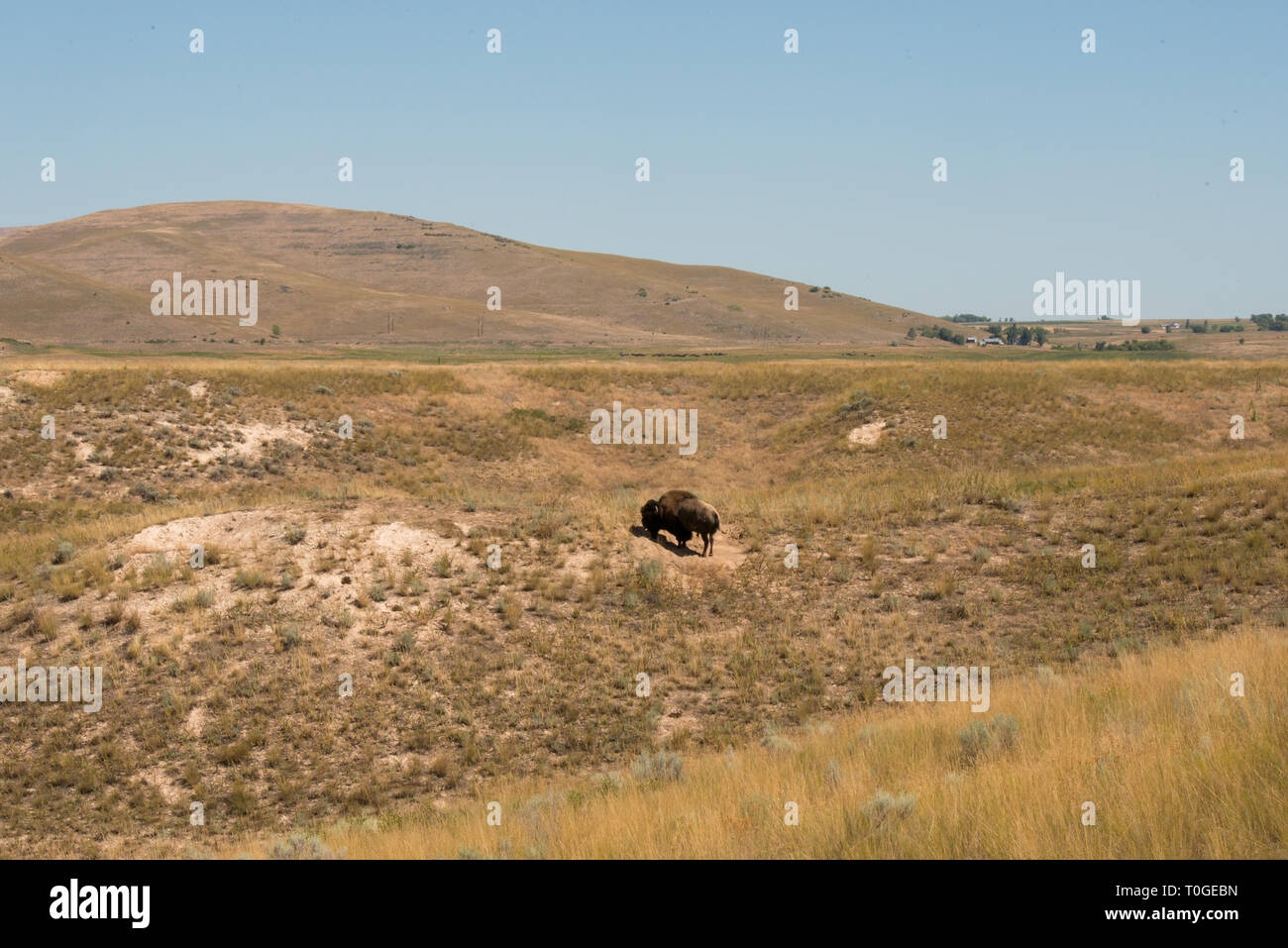 The National Bison Range in Charlo, Montana is one of the most