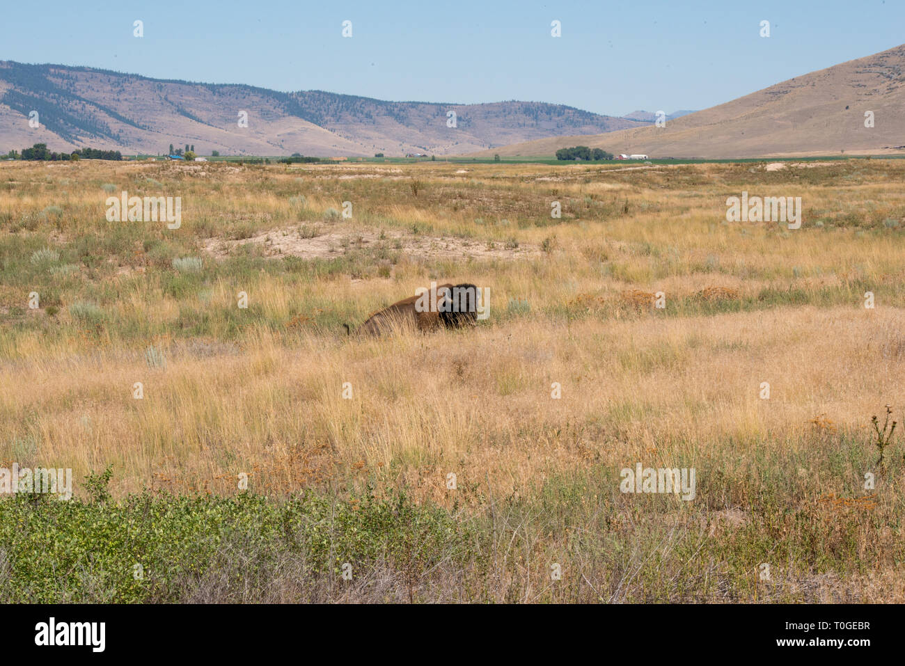 The National Bison Range in Charlo, Montana is one of the most