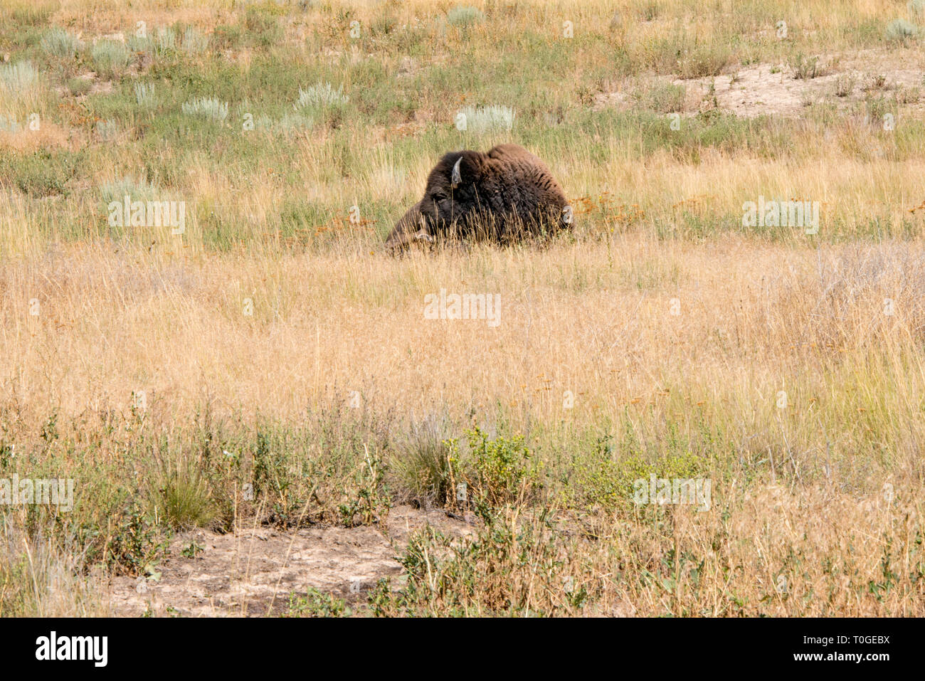 The National Bison Range in Charlo, Montana is one of the most