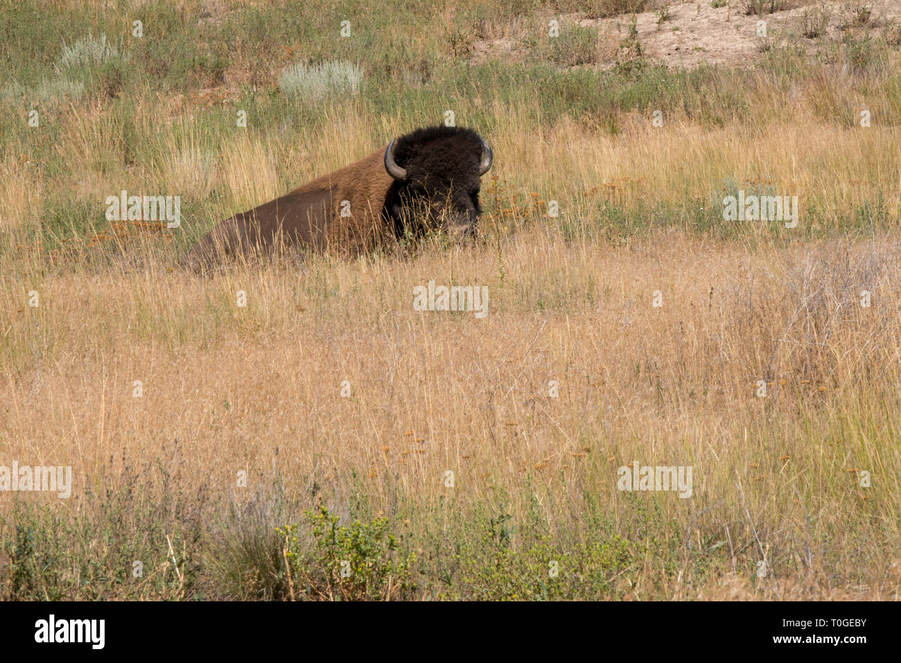 The National Bison Range in Charlo, Montana is one of the most