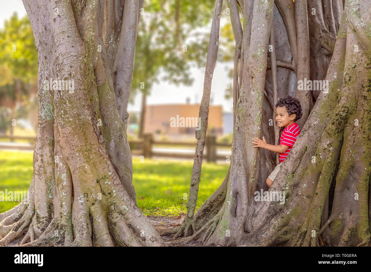 The little boy comes out of hiding with a smile. Playing hide and seek at the park, the little boy hides in the banyan tree large roots. Stock Photo