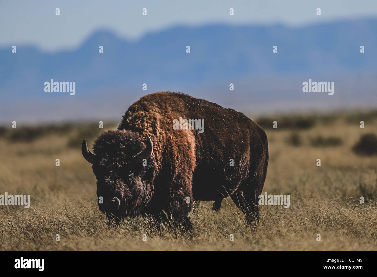 Page 17 - Janós High Resolution Stock Photography and Images - Alamy