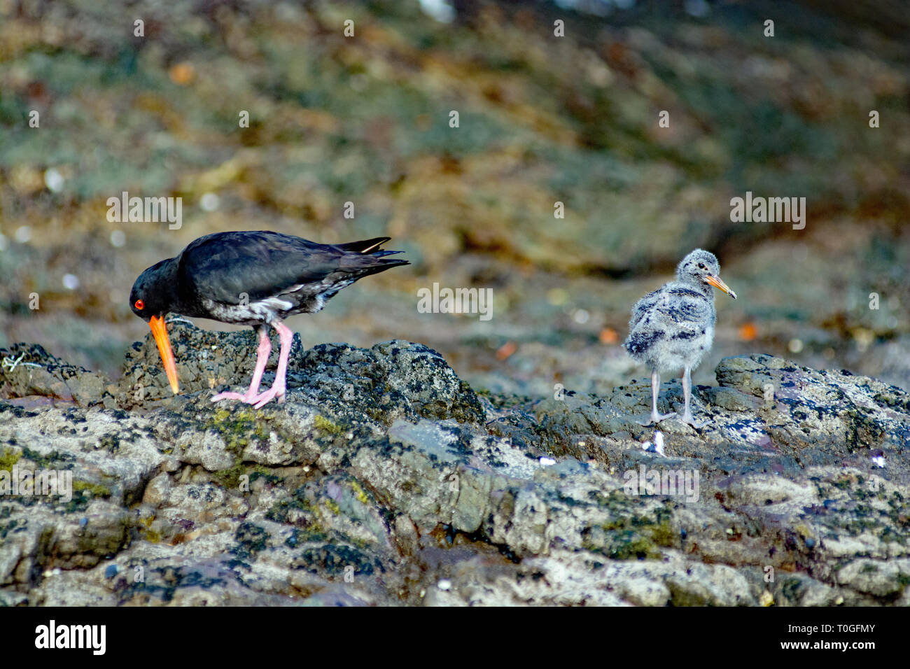 Baby oyster catchers hires stock photography and images Alamy