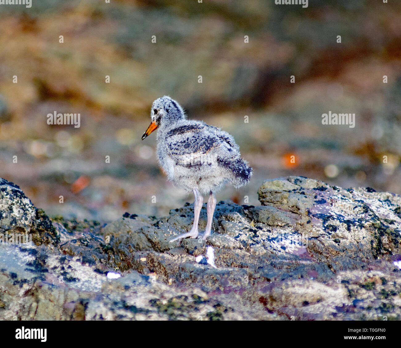 Baby oyster catchers hires stock photography and images Alamy