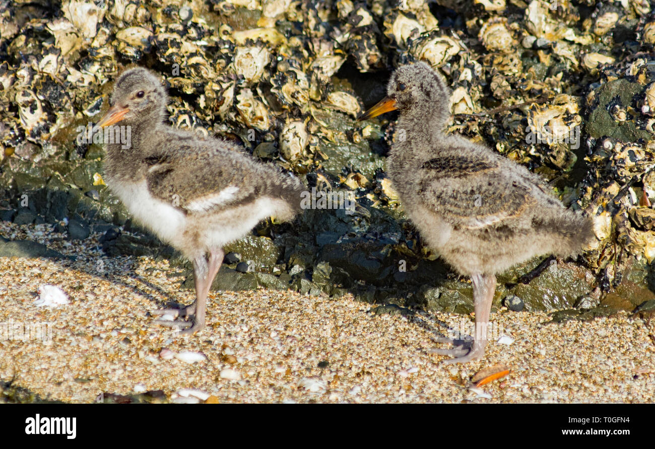 Baby oyster catchers hires stock photography and images Alamy