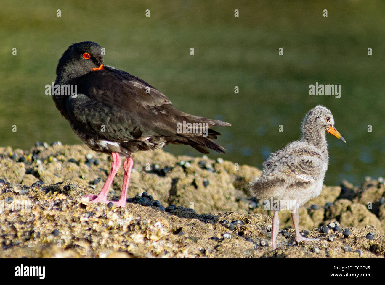 Baby oyster catchers hires stock photography and images Alamy