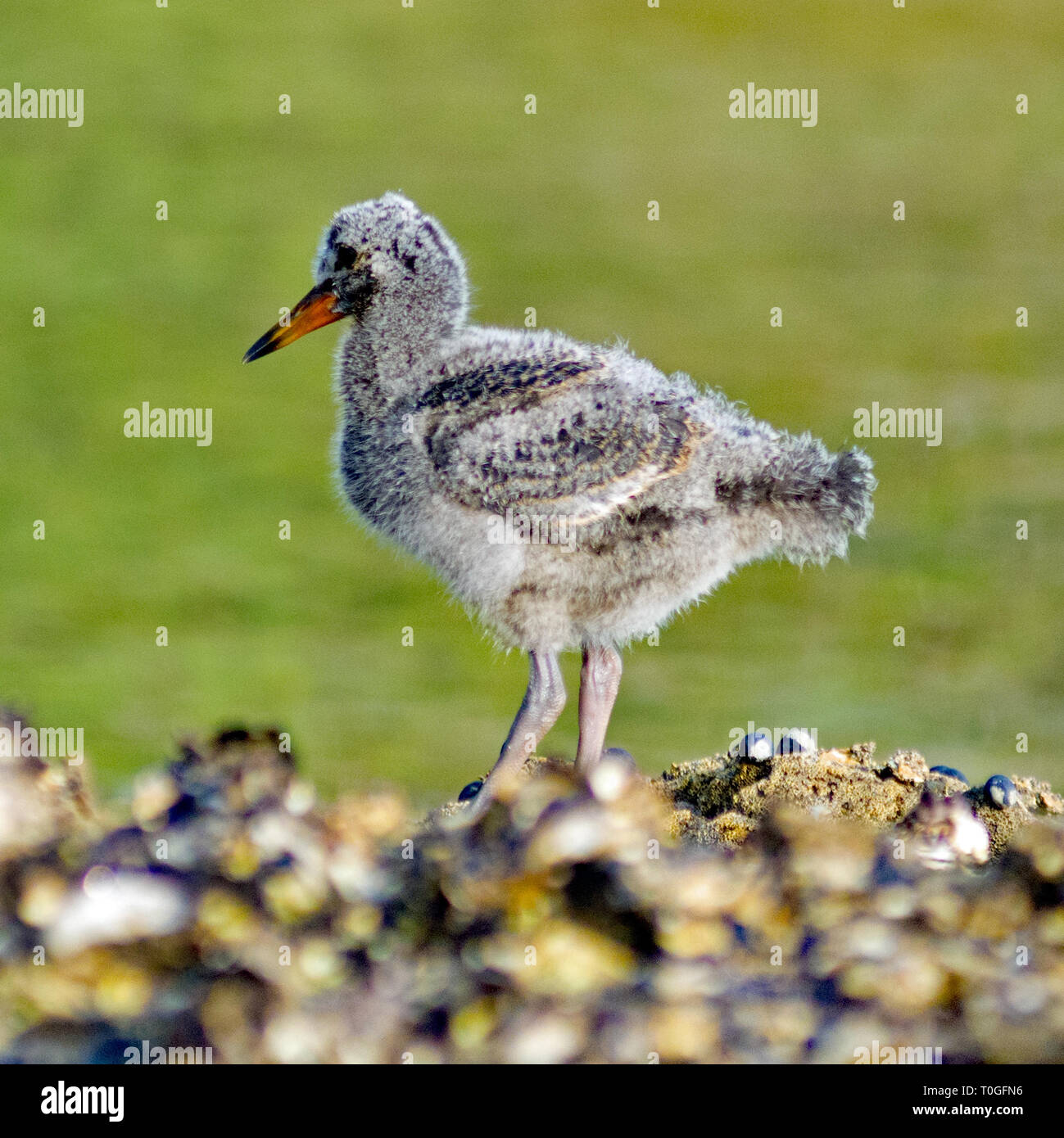 Baby oyster catchers hires stock photography and images Alamy