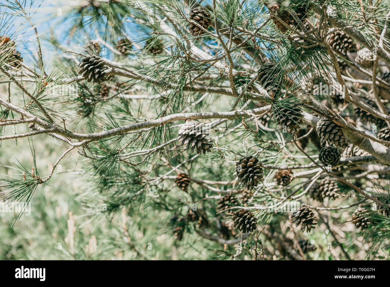 Green prickly branches fir hi-res stock photography and images - Alamy
