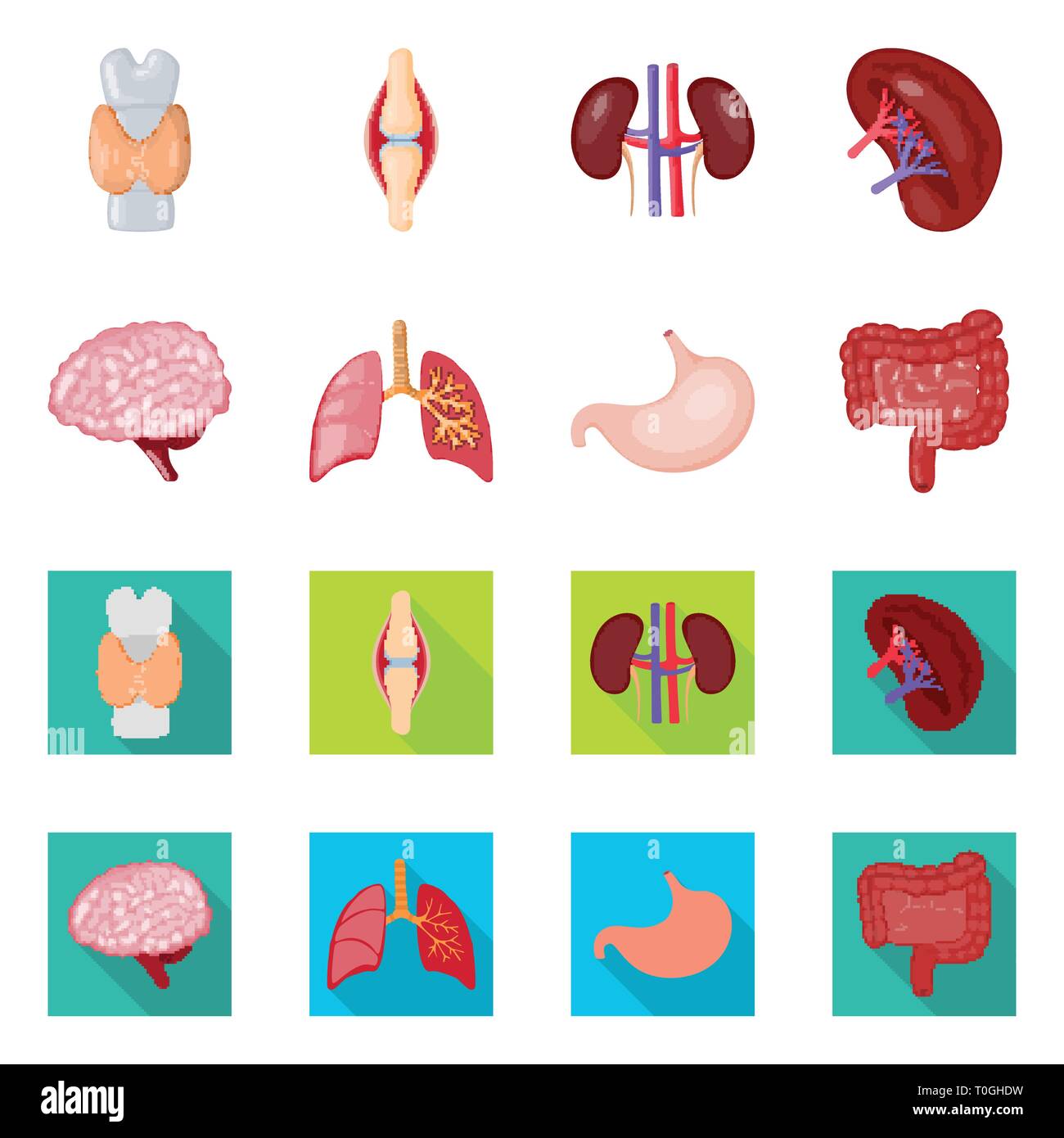 dorsal,bone,kidney,brain,lung,stomach,spinal,tendon,urinary,mind ...