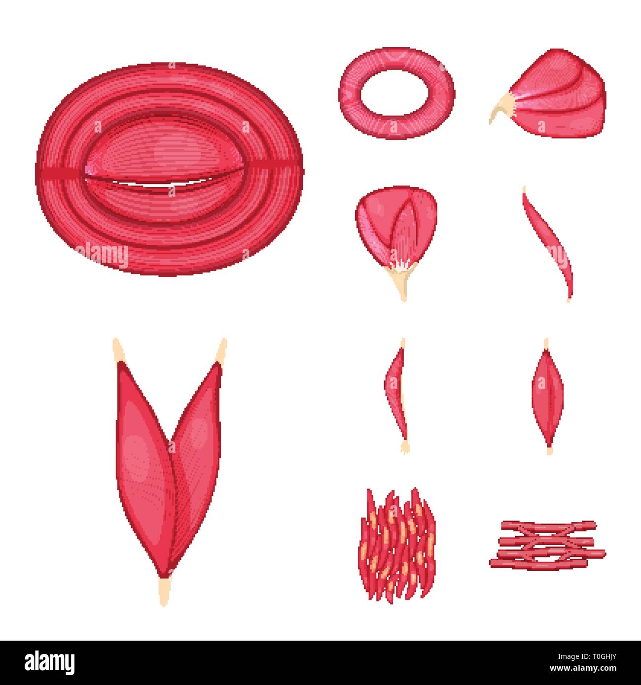 Vector design of muscle and cells sign. Set of muscle and anatomy ...