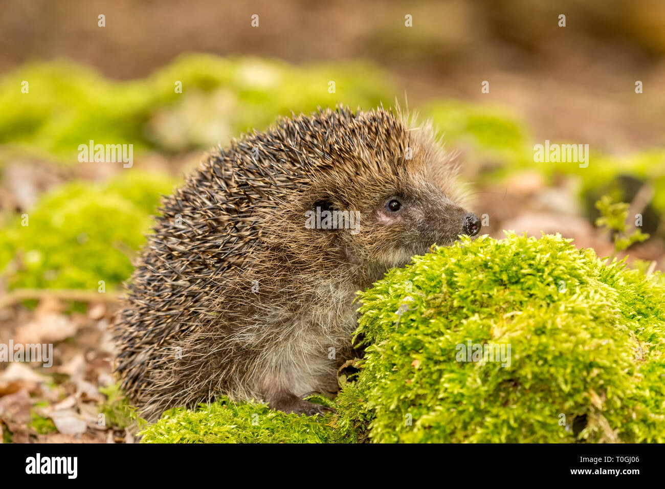 Hedgehog Erinaceus Europaeus Wild Native European Hedgehog In Hedgehog Erinaceus Europaeus Wild Native European Hedgehog In