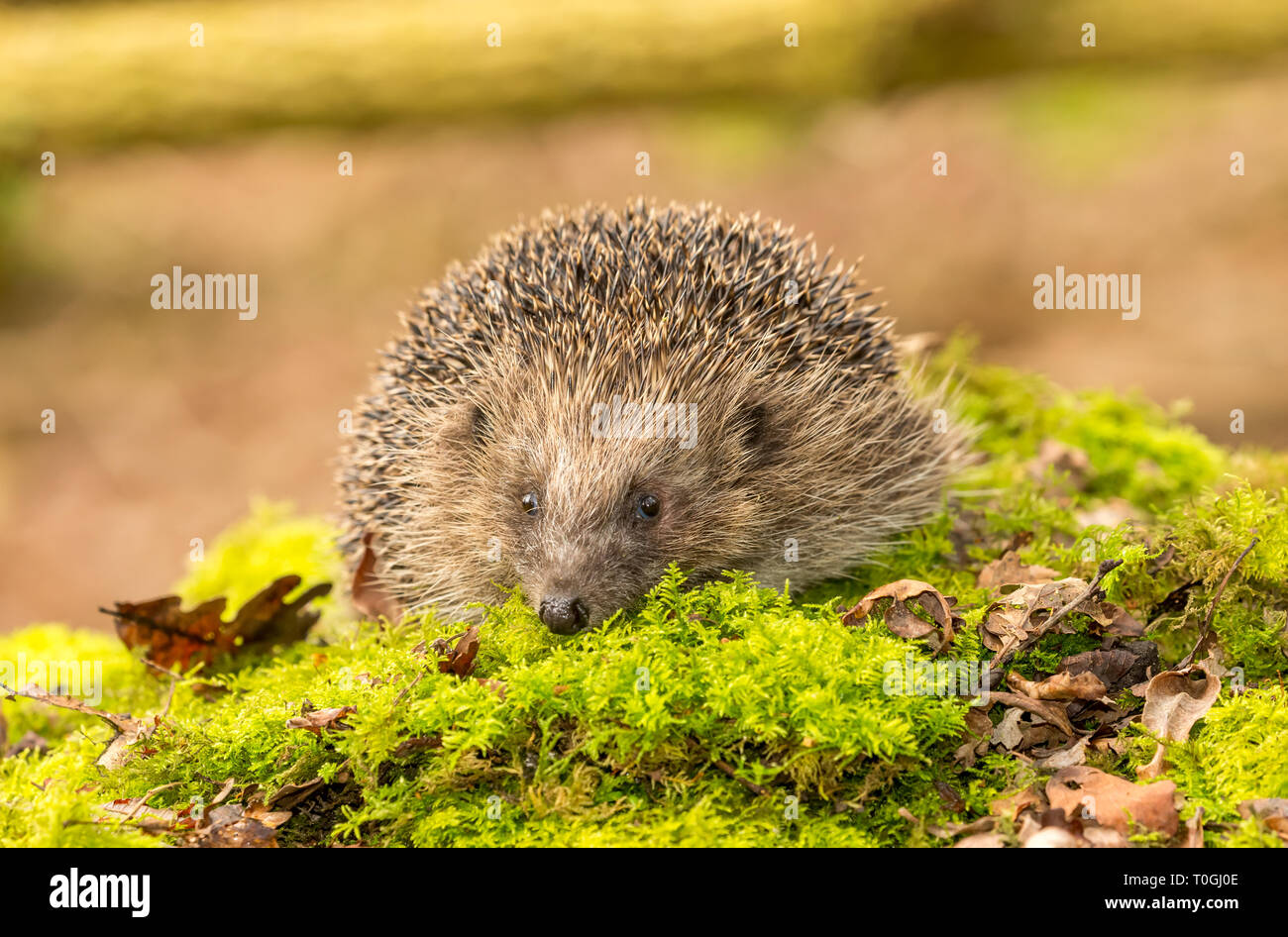Hedgehog, (Erinaceus Europaeus) Wild, native, European hedgehog in natural woodland habitat with green moss and blurred background. Landscape Stock Photo