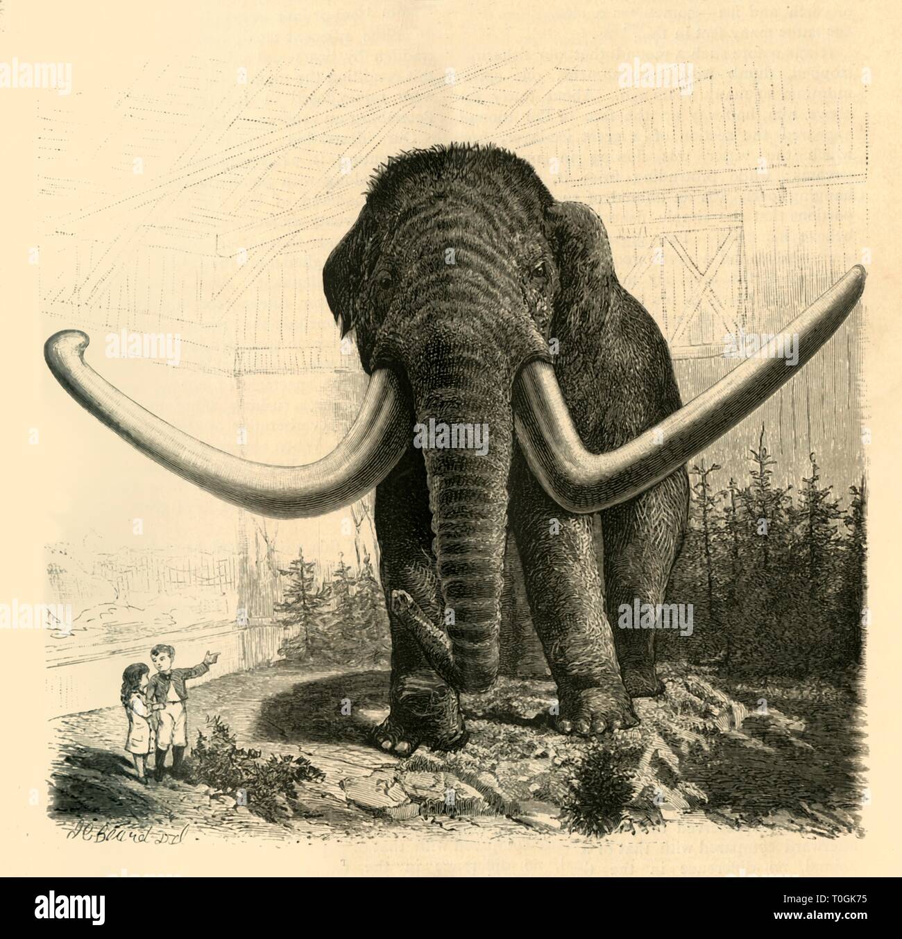 'The Mammoth of St. Petersburg', 1883. Creator: Unknown Stock Photo - Alamy