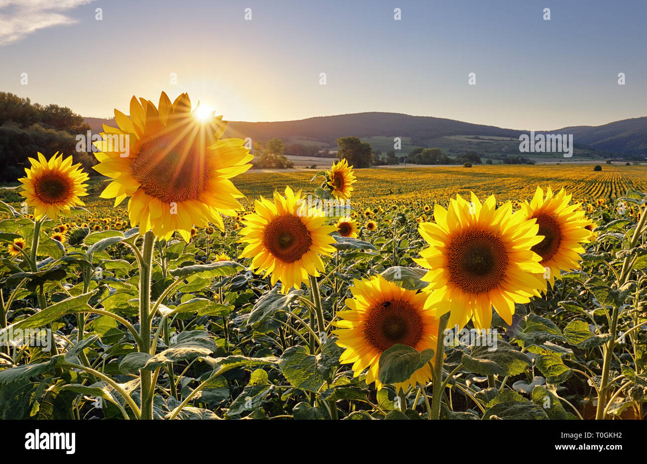 Sunset over the field of sunflowers against a cloudy sky. Beautiful summer landscape. Stock Photo