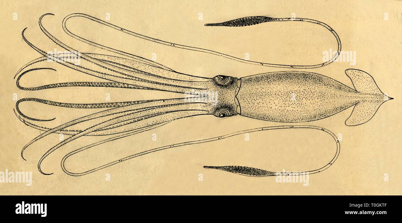 'A Diagram of the Giant Squid', 1881. Creator: Unknown. Stock Photo