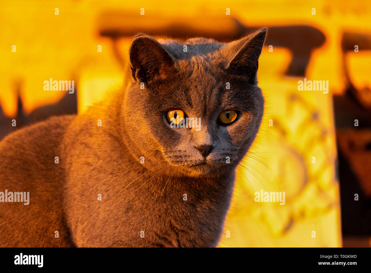 Gray British cat lying outside, in the garden Stock Photo - Alamy