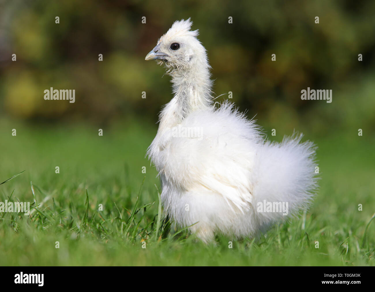 White Silk Chicken Walking In A Green Garden In Summer Stock Photo