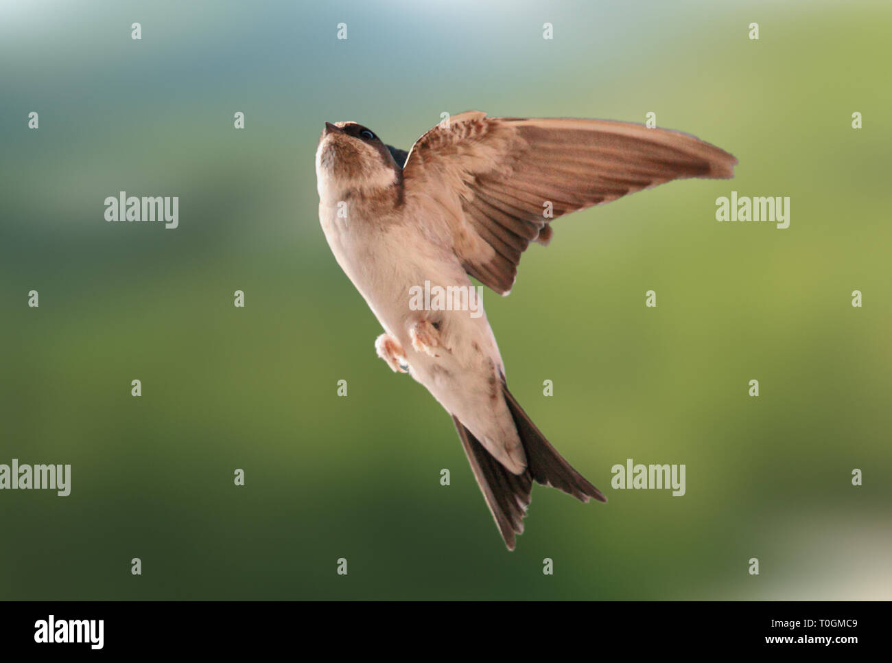 Bird, swallow on flying Stock Photo