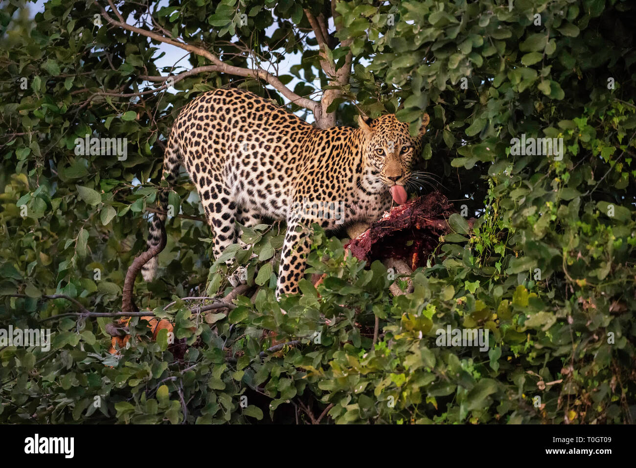 Leopard (Panthera pardus) on impala kill in tree, Savuti, Botswana, Africa Stock Photo