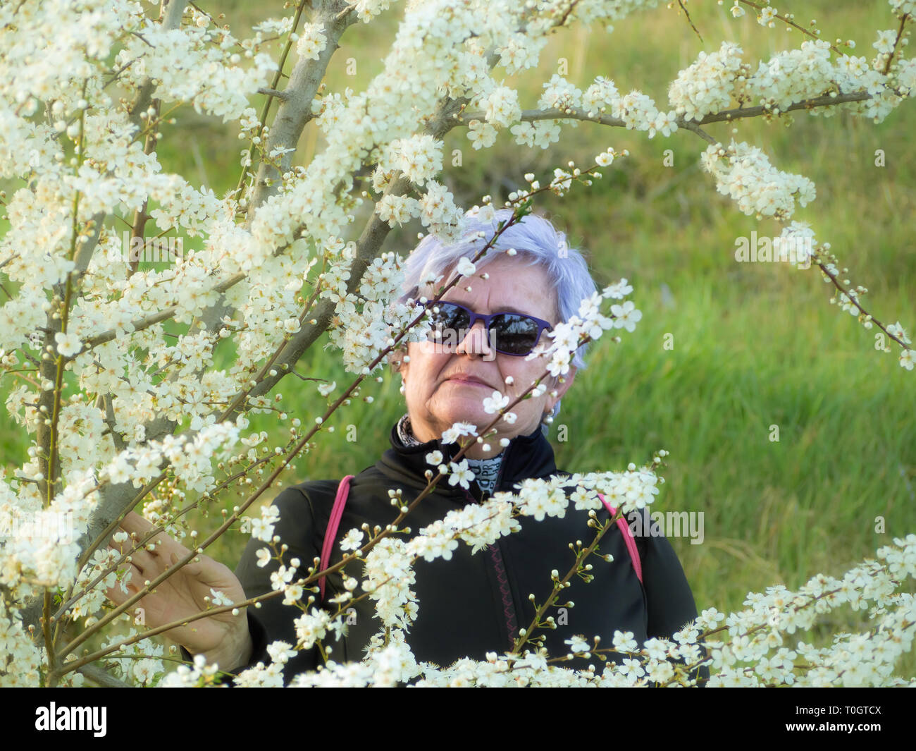 A senior woman with white hair posing next to a tree blooming in spring Stock Photo