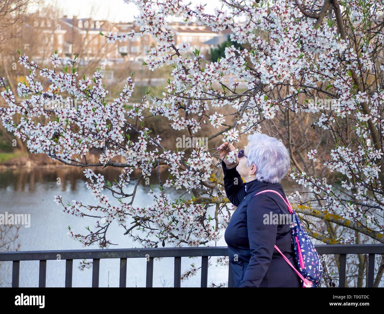 A senior woman with white hair posing next to a tree blooming in spring Stock Photo