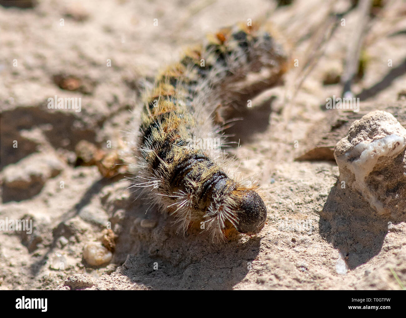 close up seleticve focus of a processionary, caterpillar thaumetopoea pityocampa Stock Photo