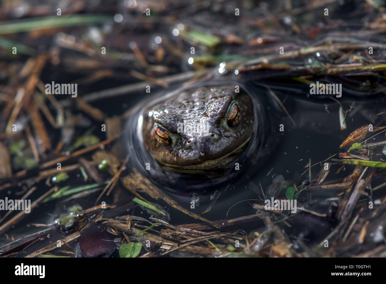 The Common Toad with its head popping up out of a pond. Stock Photo