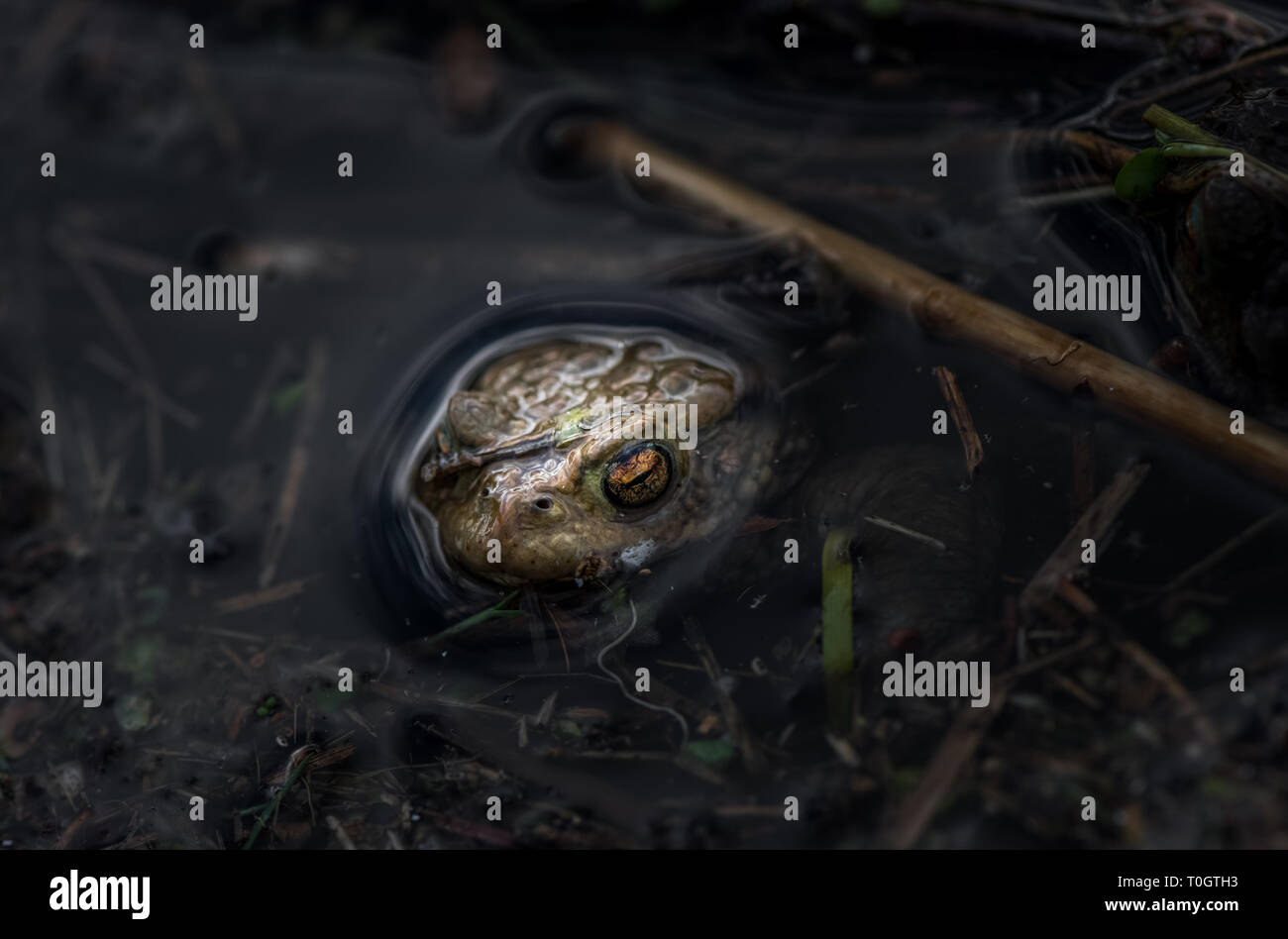 The Common Toad with its head popping up out of a pond. Stock Photo