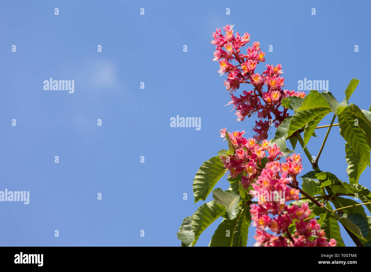 Horse chestnut tree Aesculus carnea with pink blossom flowers on blue sky background at sunny spring day. Stock Photo