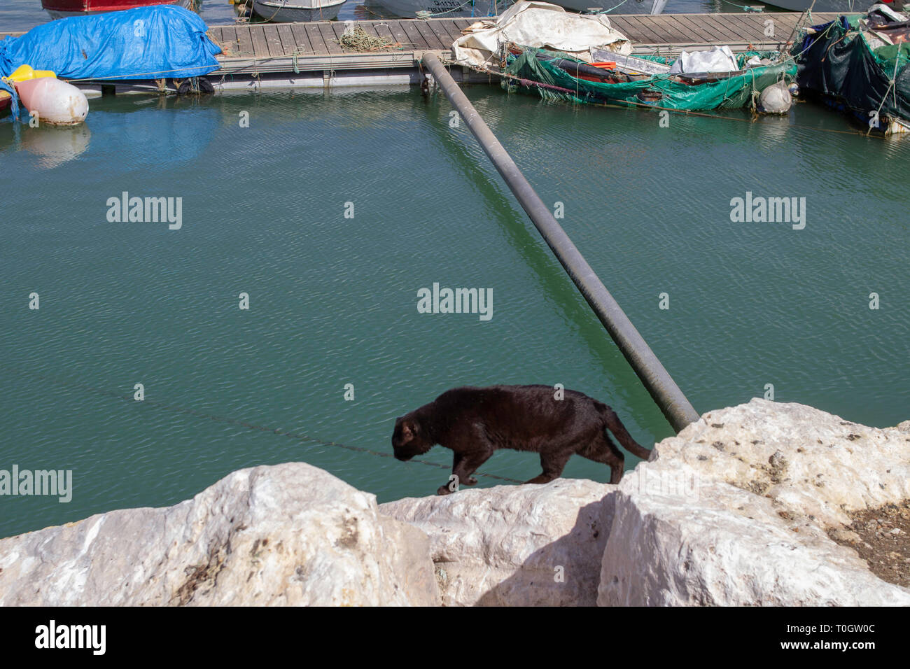 A black cat prowling the quayside in Quarteira, Portugal looking for food. Stock Photo