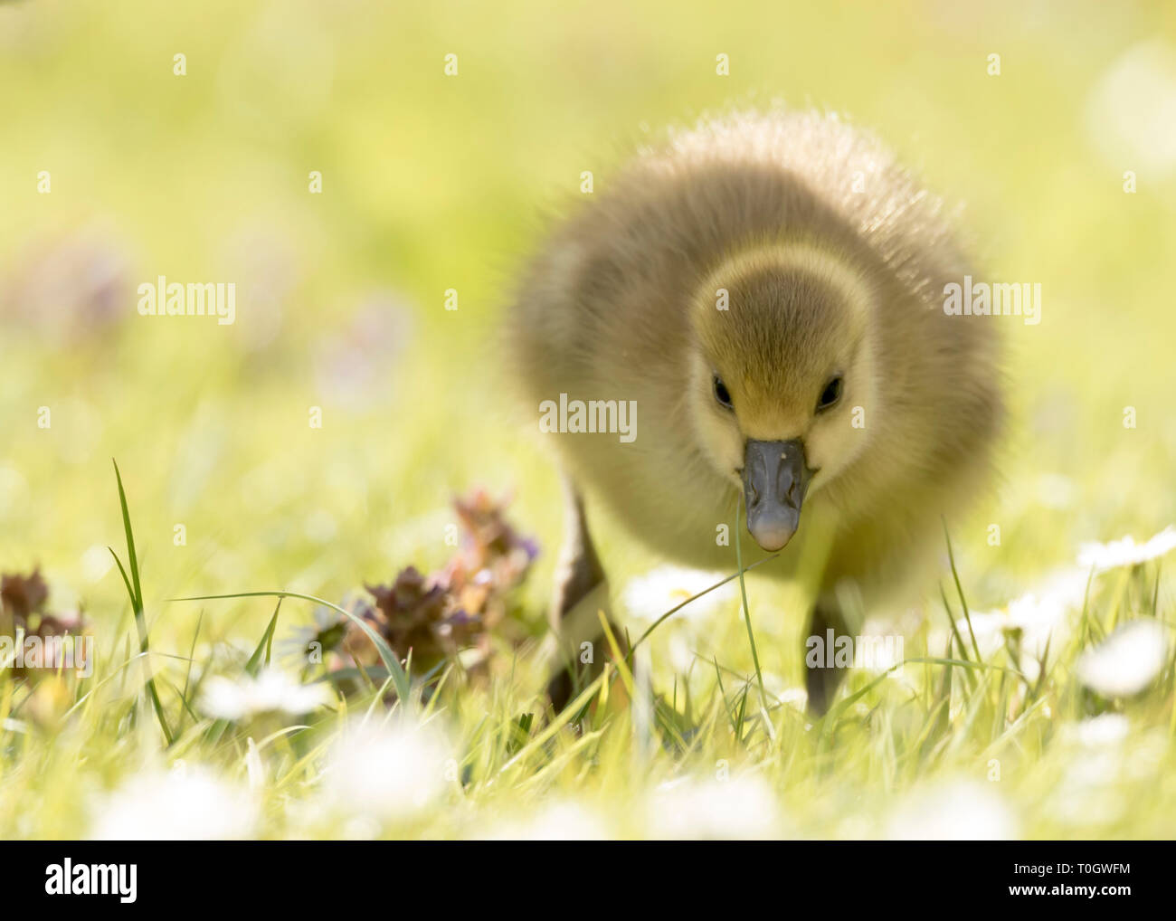 Baby first steps spring hi-res stock photography and images - Alamy