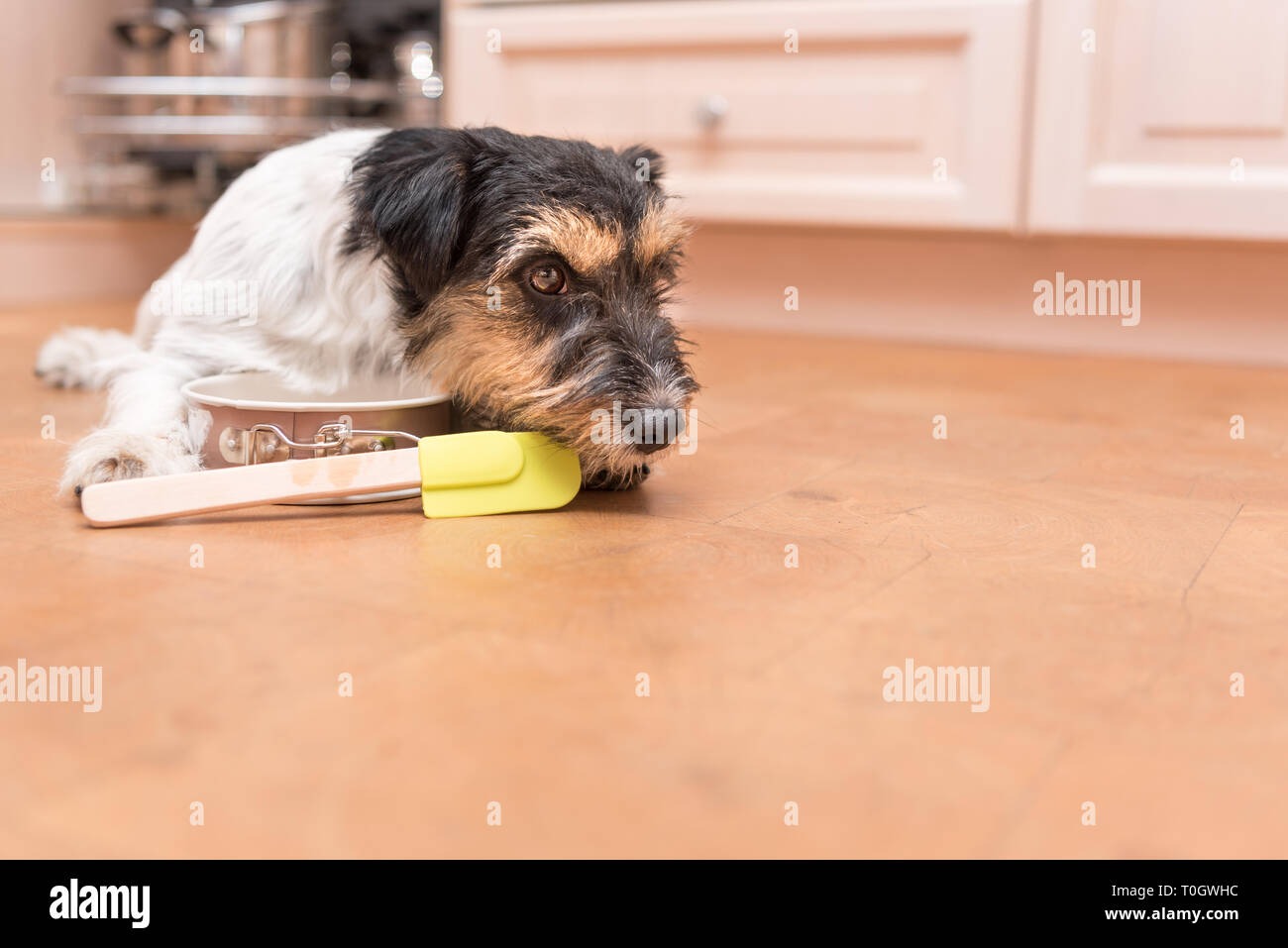 small cute dog cooking and baking - jack russell terrier hound Stock Photo