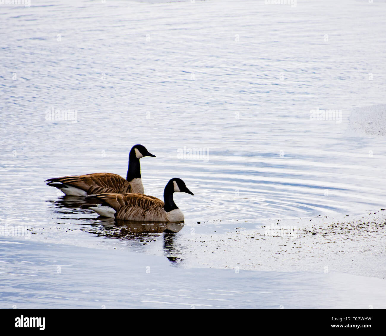 A pair of Canada geese on the edge of Lake Pleasant, NY USA in late winter with floating ice. Stock Photo