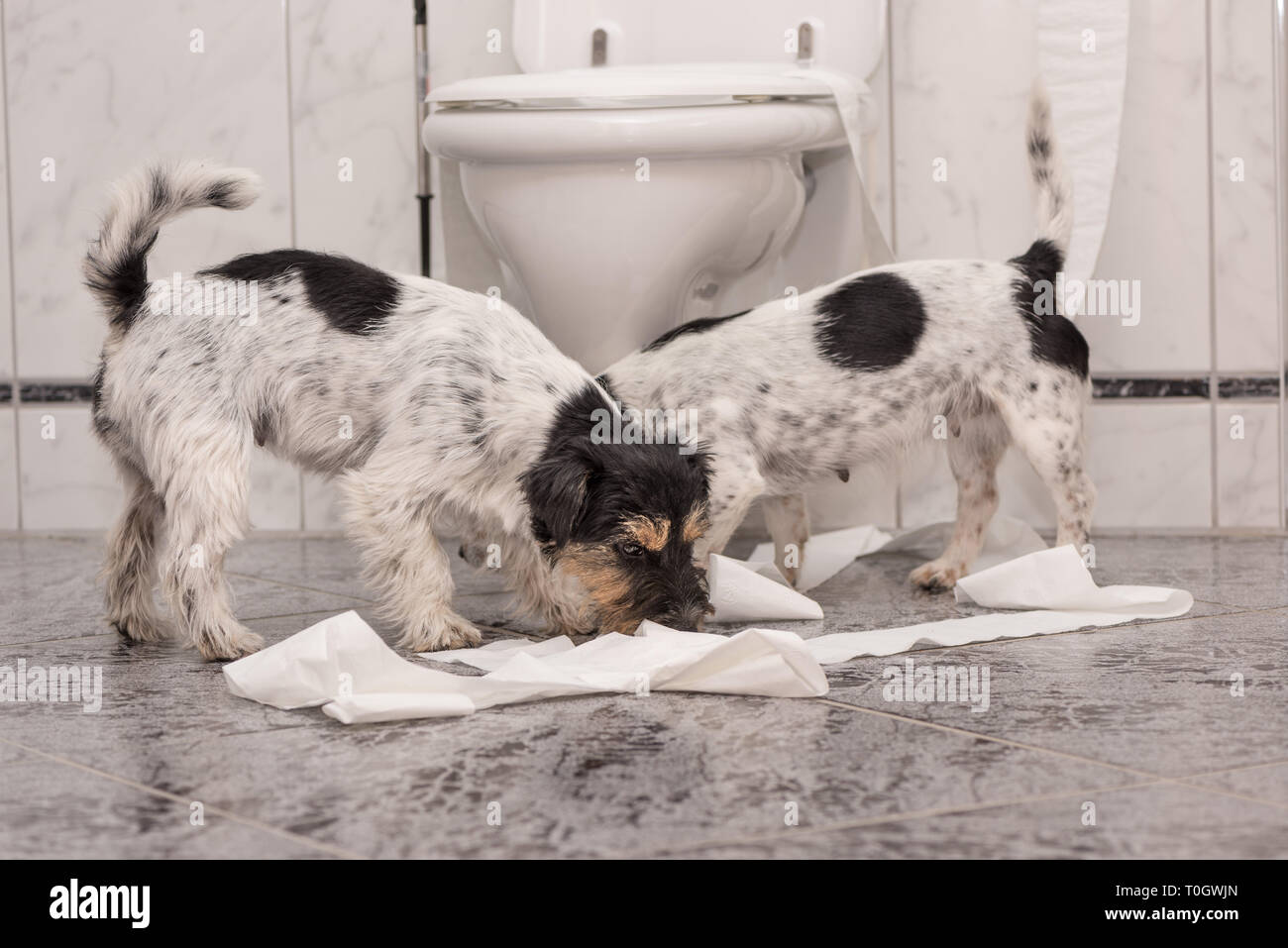 Twos dogs making mess - chaos jack russell terrier in the bathroom Stock Photo
