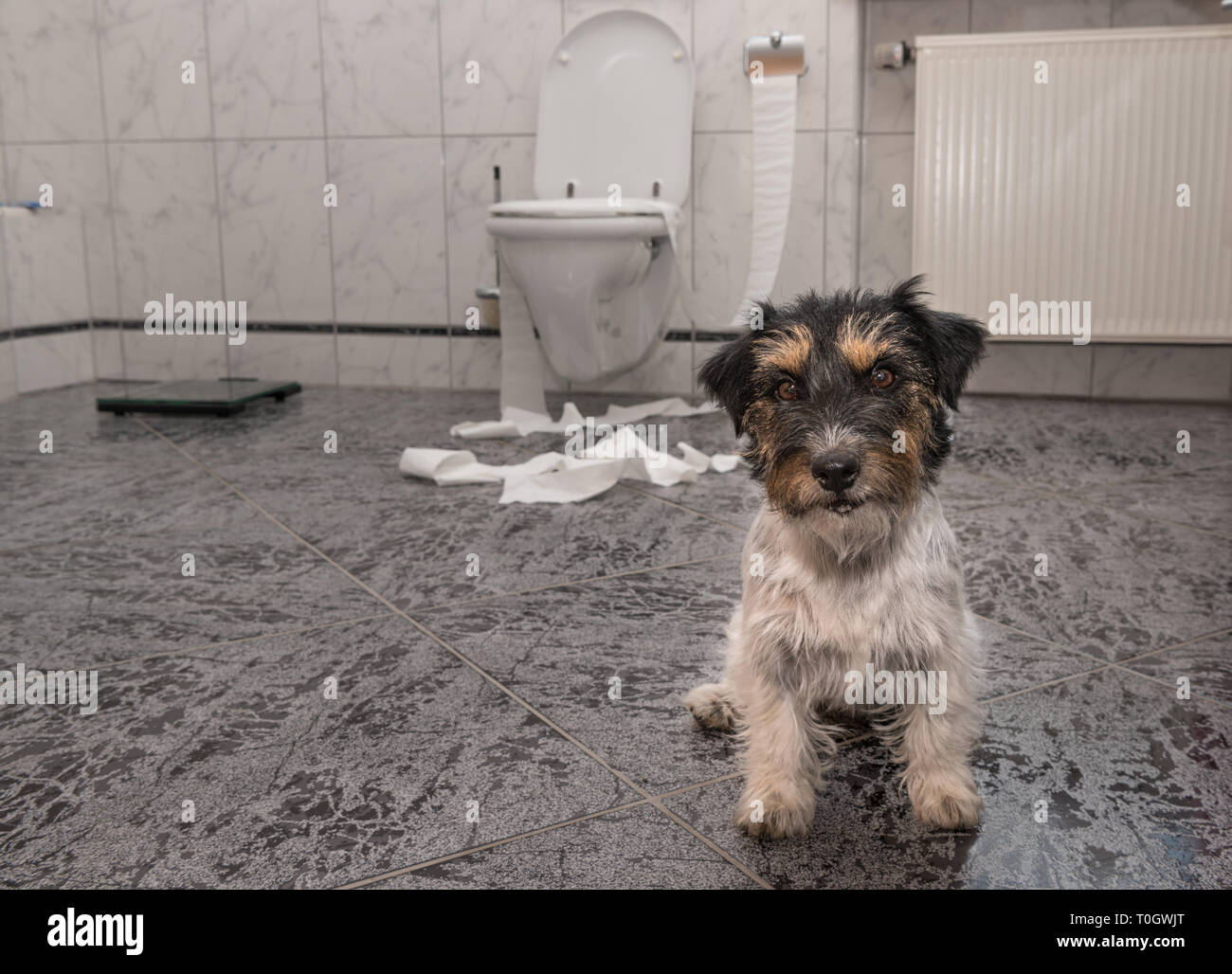 Little tricolor dog making mess - chaos jack russell terrier in the bathroom Stock Photo