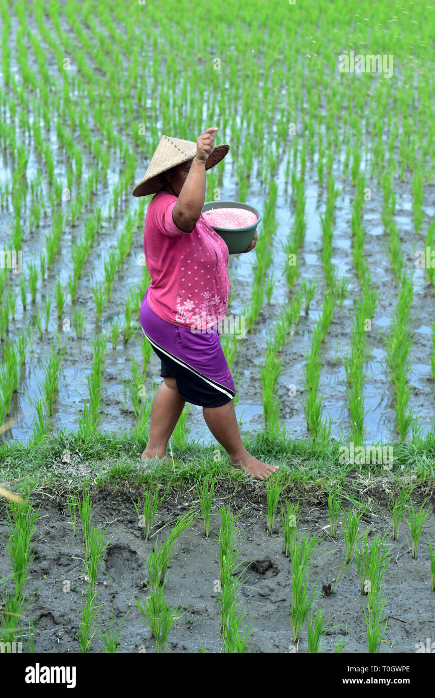 Balinese woman working at the rice fields in Ubud Village, Bali Island, Indonesia Stock Photo