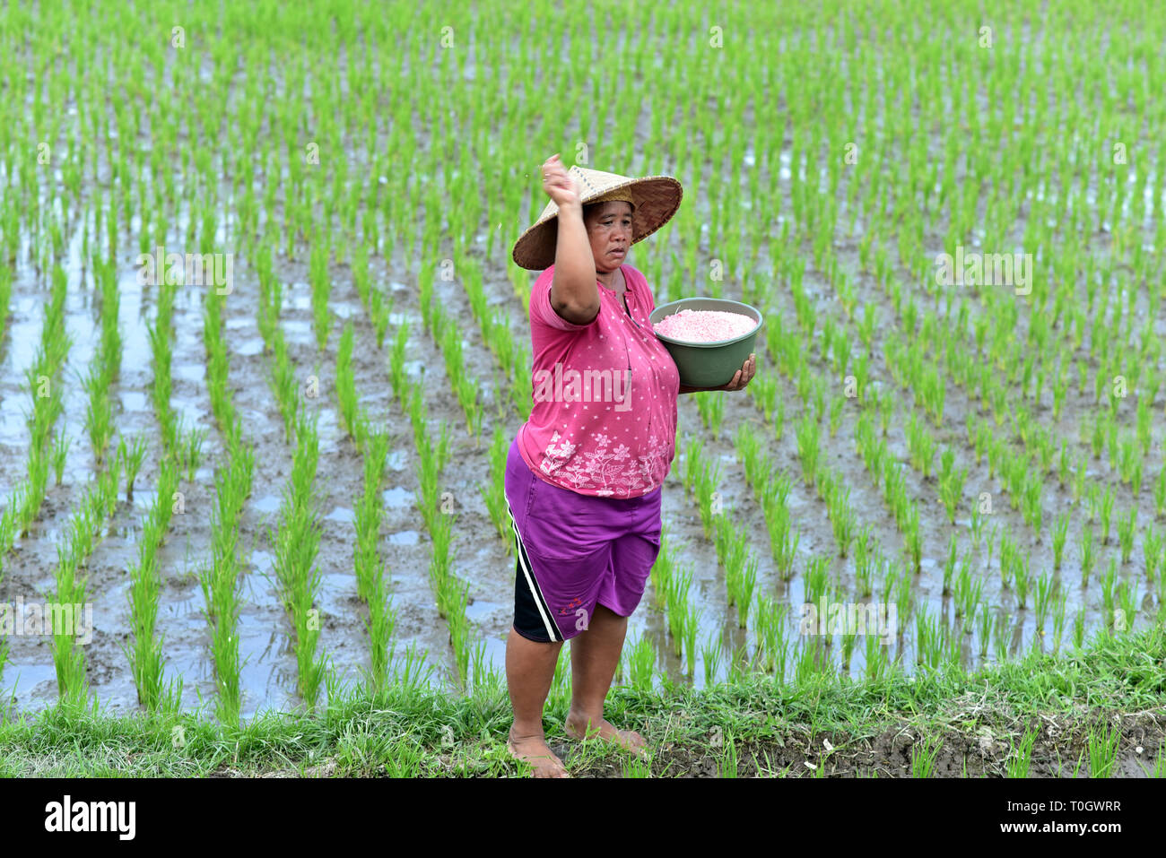 Balinese woman working at the rice fields in Ubud Village, Bali Island, Indonesia Stock Photo