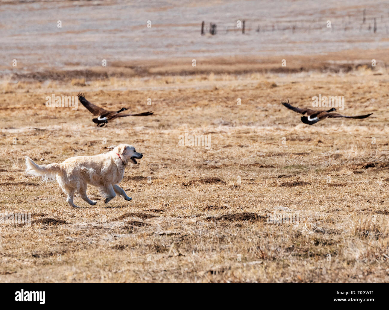 Platinum colored Golden Retriever dog chasing Canada Geese on a central Colorado Ranch; USA Stock Photo