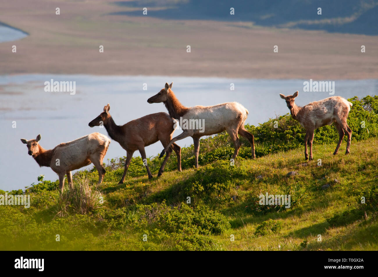 Elk Cows High Resolution Stock Photography and Images Alamy