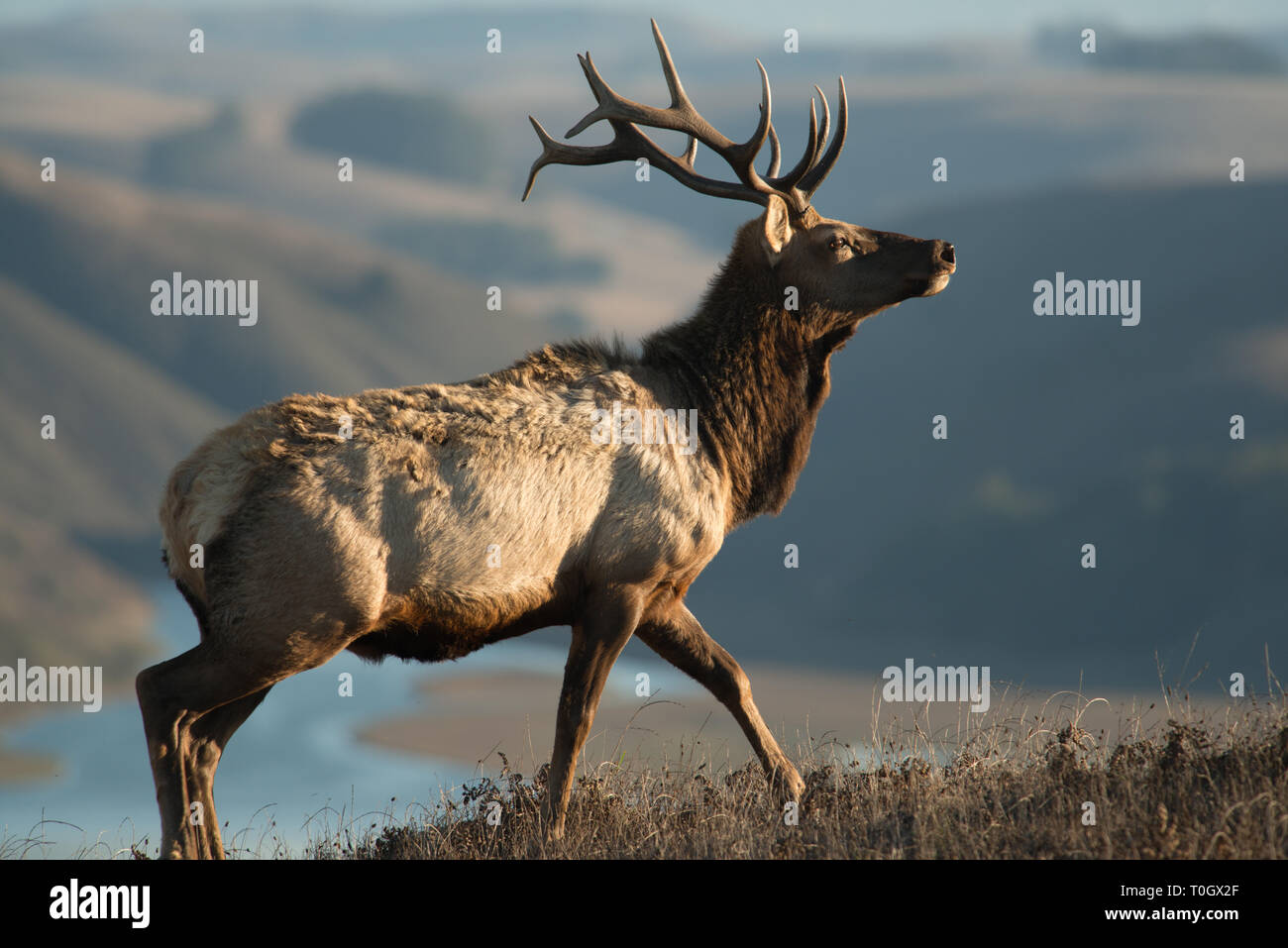 A big bull elk wanders around the perimeter of his harem Stock Photo
