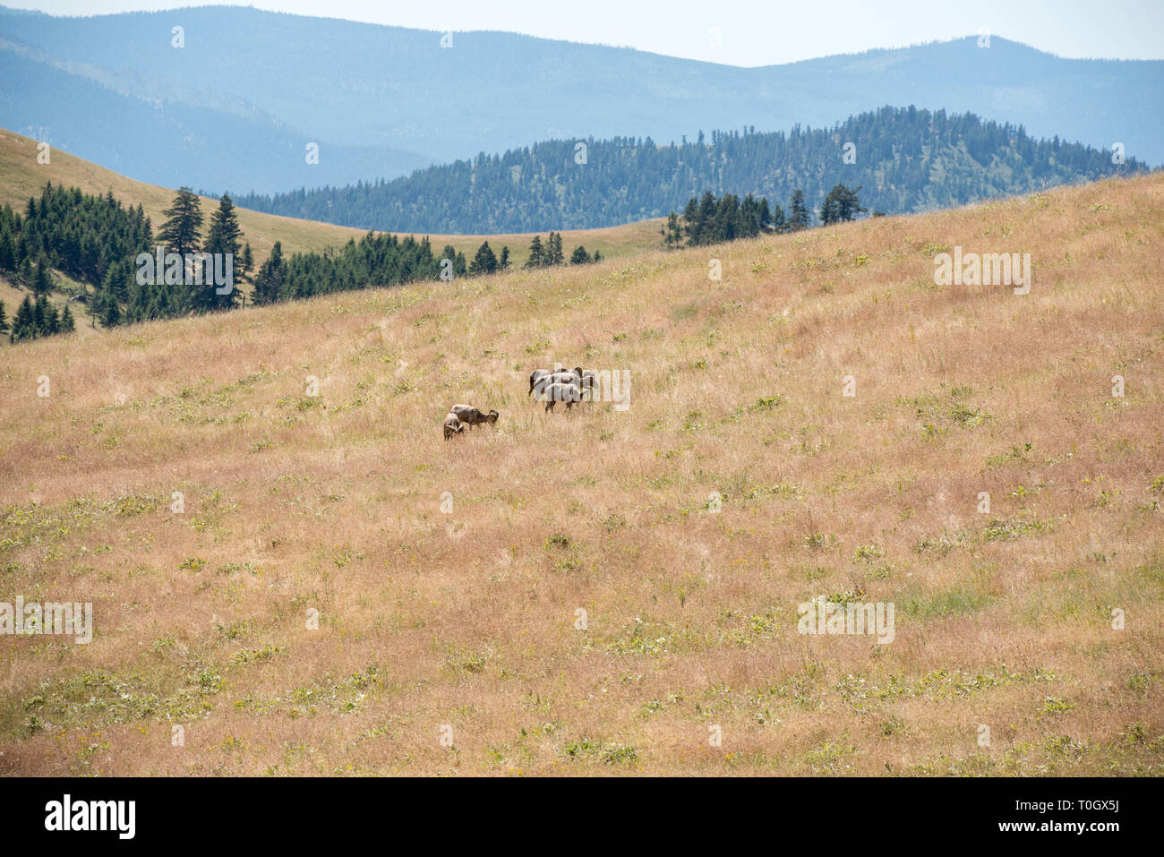 The National Bison Range in Charlo, Montana is one of the most