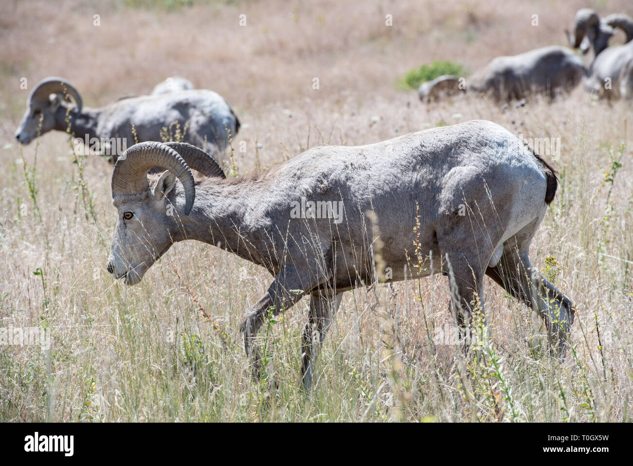The National Bison Range in Charlo, Montana is one of the most