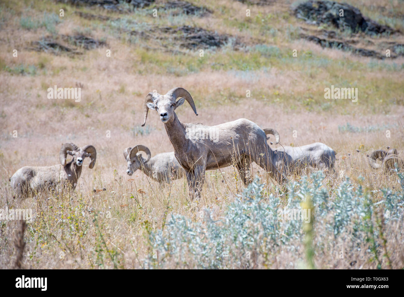The National Bison Range in Charlo, Montana is one of the most