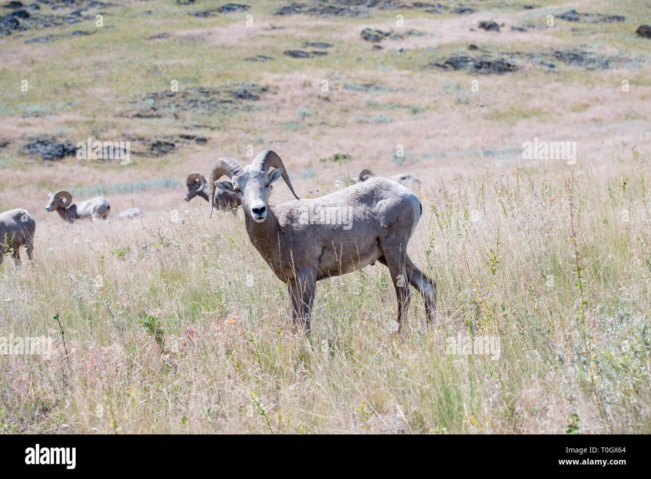 The National Bison Range in Charlo, Montana is one of the most