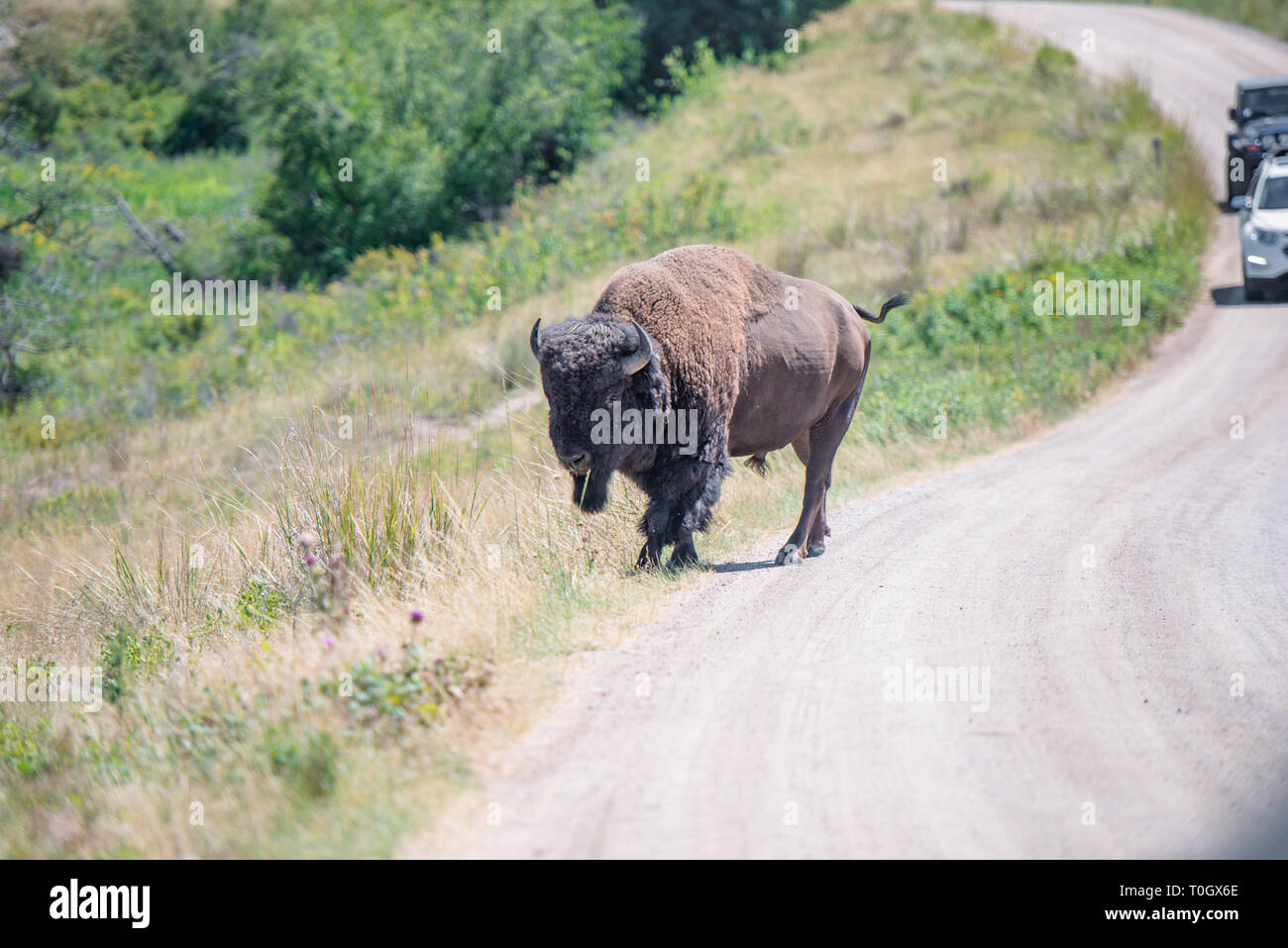 The National Bison Range in Charlo, Montana is one of the most