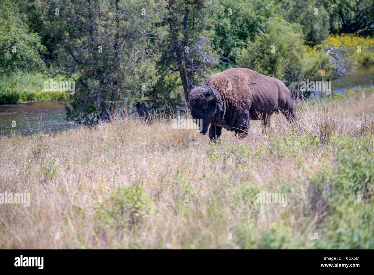 The National Bison Range in Charlo, Montana is one of the most