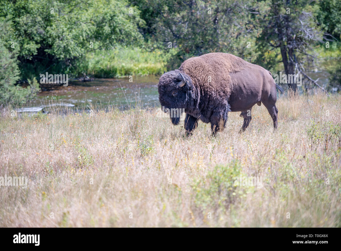 The National Bison Range in Charlo, Montana is one of the most