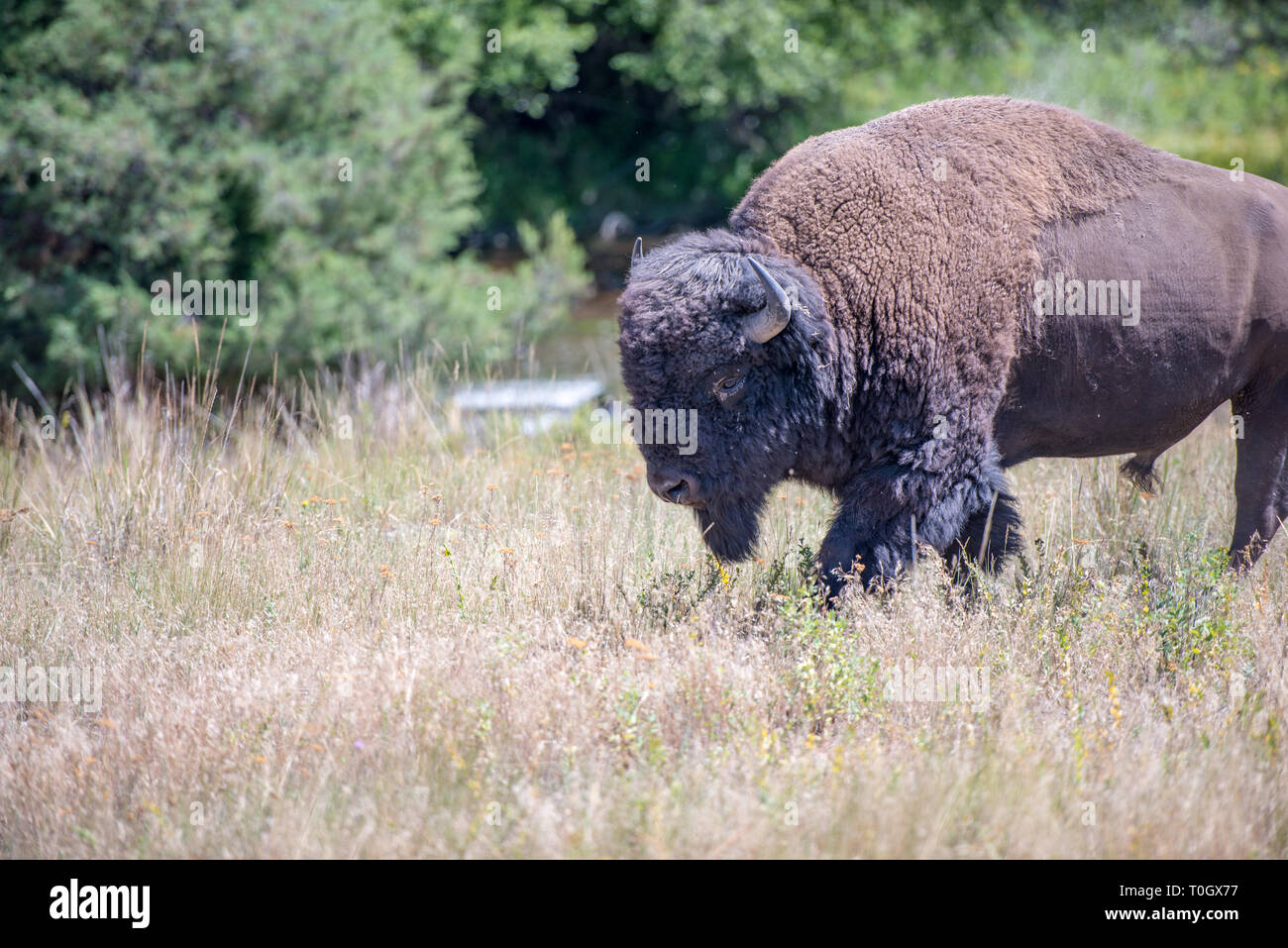 The National Bison Range in Charlo, Montana is one of the most