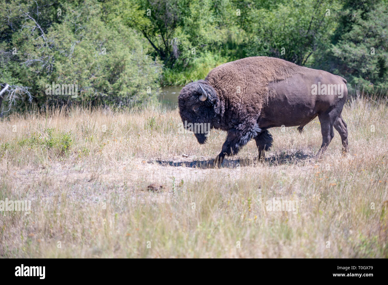 The National Bison Range in Charlo, Montana is one of the most